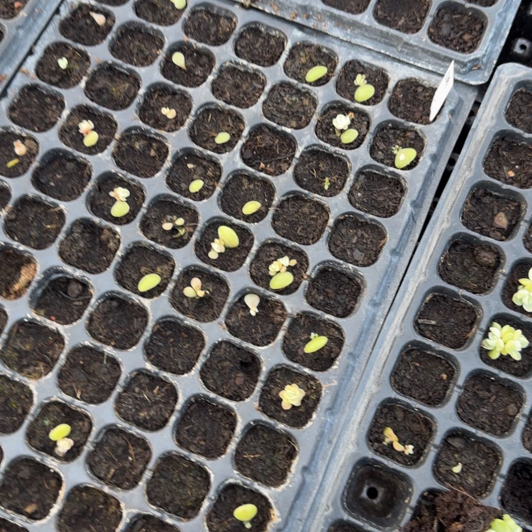 玉漱穴一个满25包邮