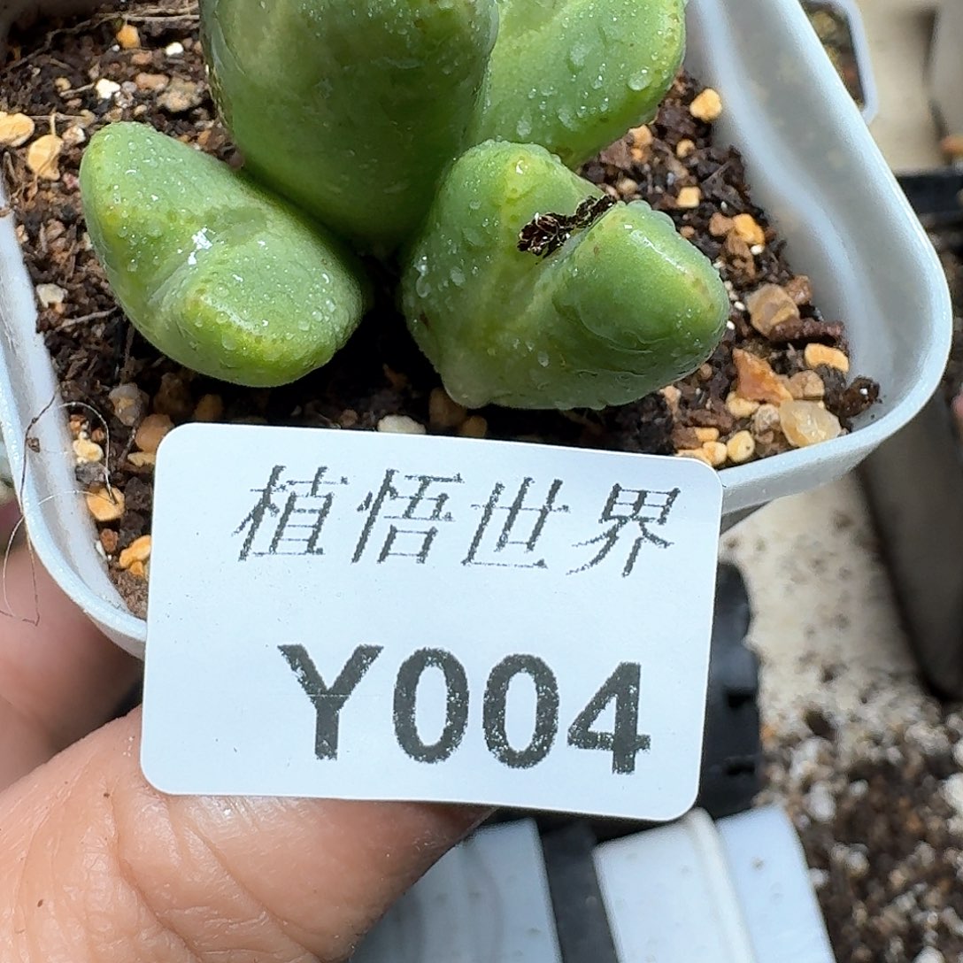 004号多肉植物哇c f