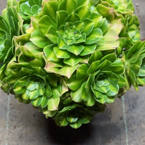 多肉植物翡翠琉璃锦。