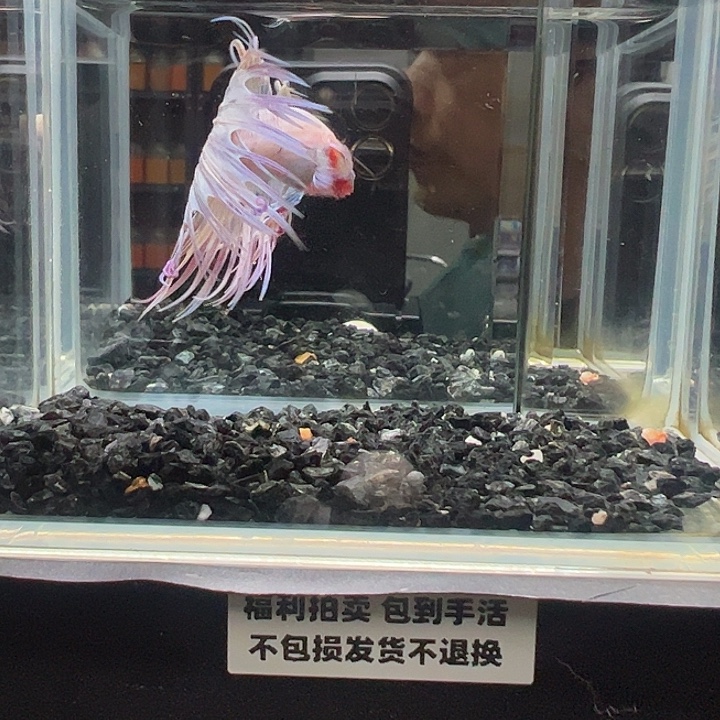 斗鱼跑单拉黑30日19