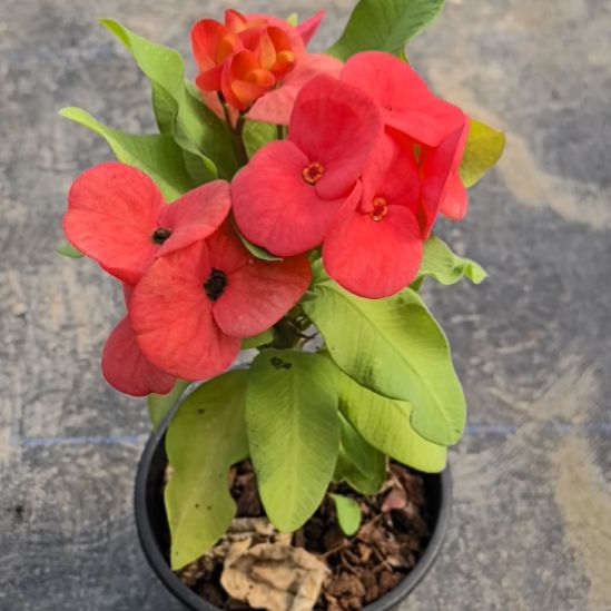 周***周完全开放甜蜜女孩直播间一物一拍