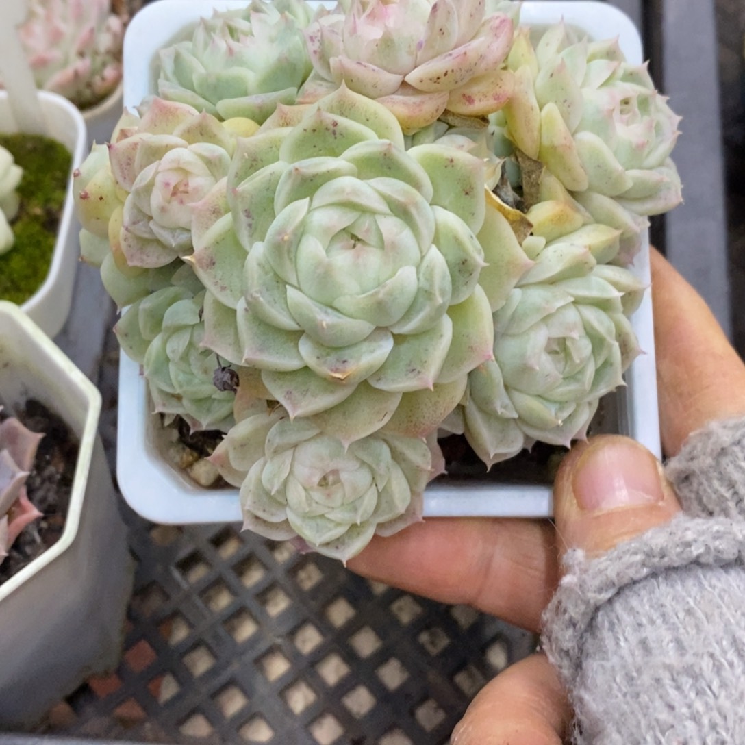 精品多肉一物一拍不包整40