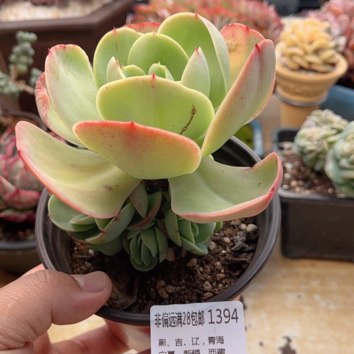 【闪购商品】1394碧桃