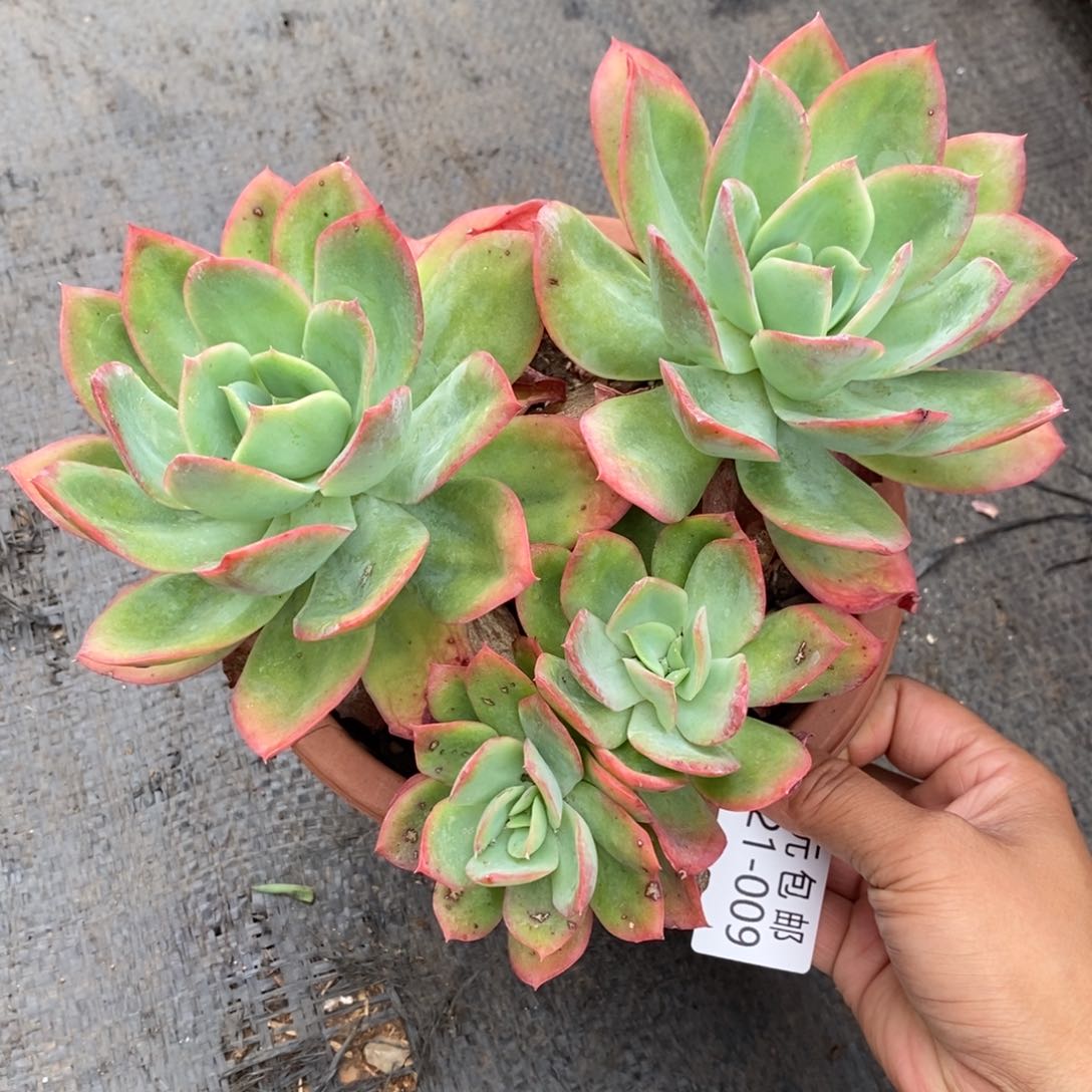 睡*啊夏悦多肉0621-9绮罗