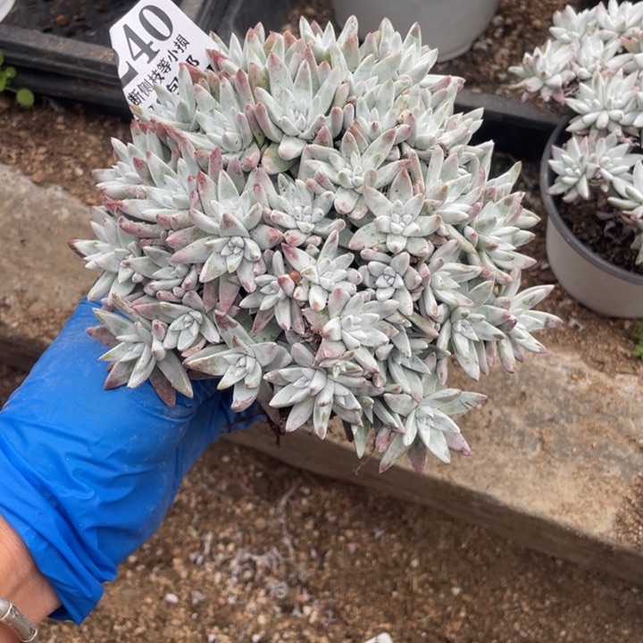 幽*240号白菊多肉植物
