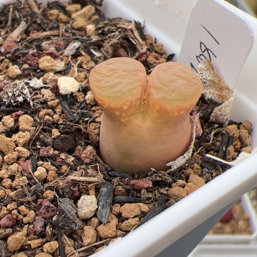 0257号黑眼豆豆 多肉植物