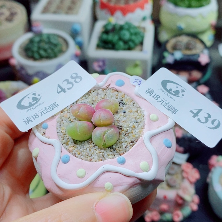 Z***z生石花花花花花439