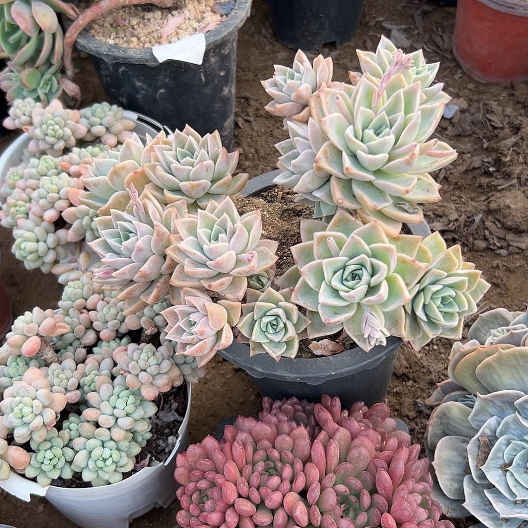 多肉植物哈利沃森