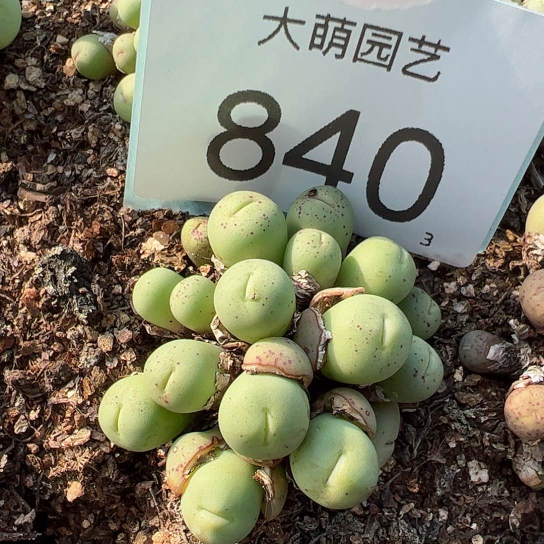 0000840一物一拍脱土发