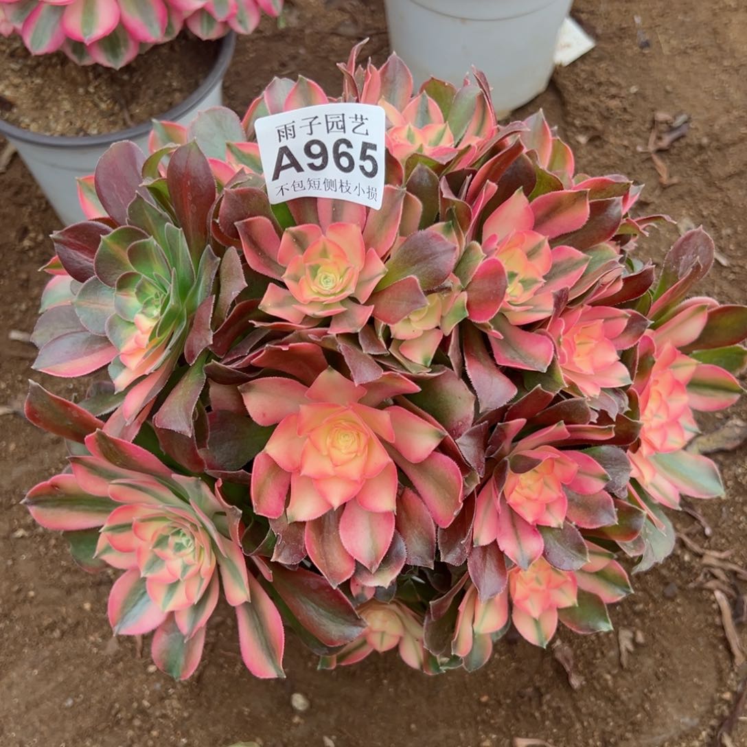 965香妃尺寸28左右