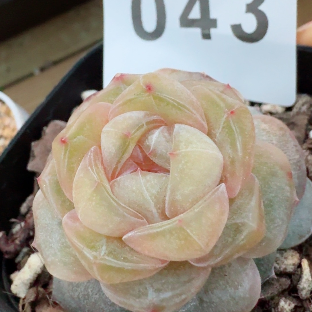 柔美         精品多肉