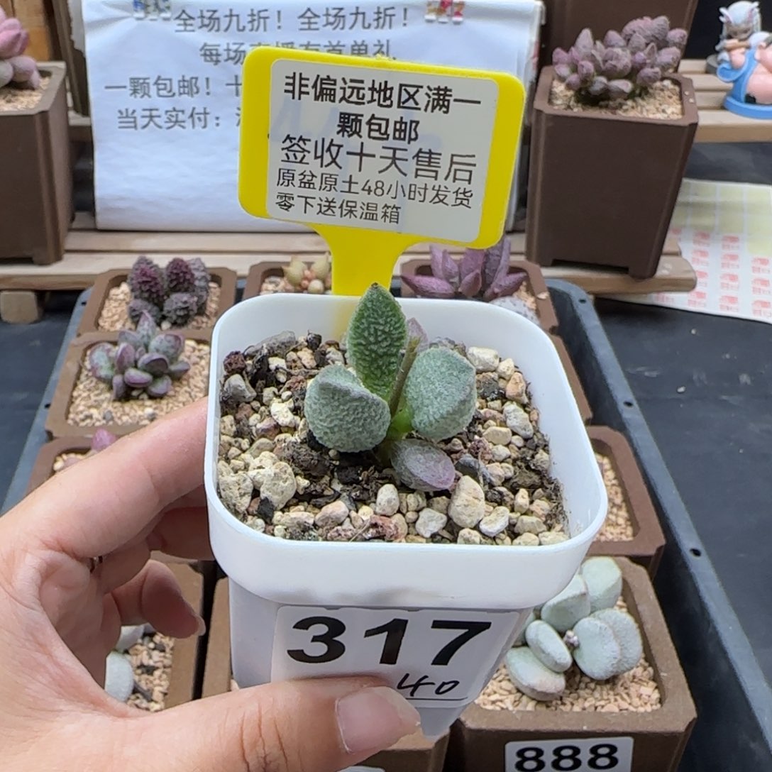 317绿猪肝多肉植物