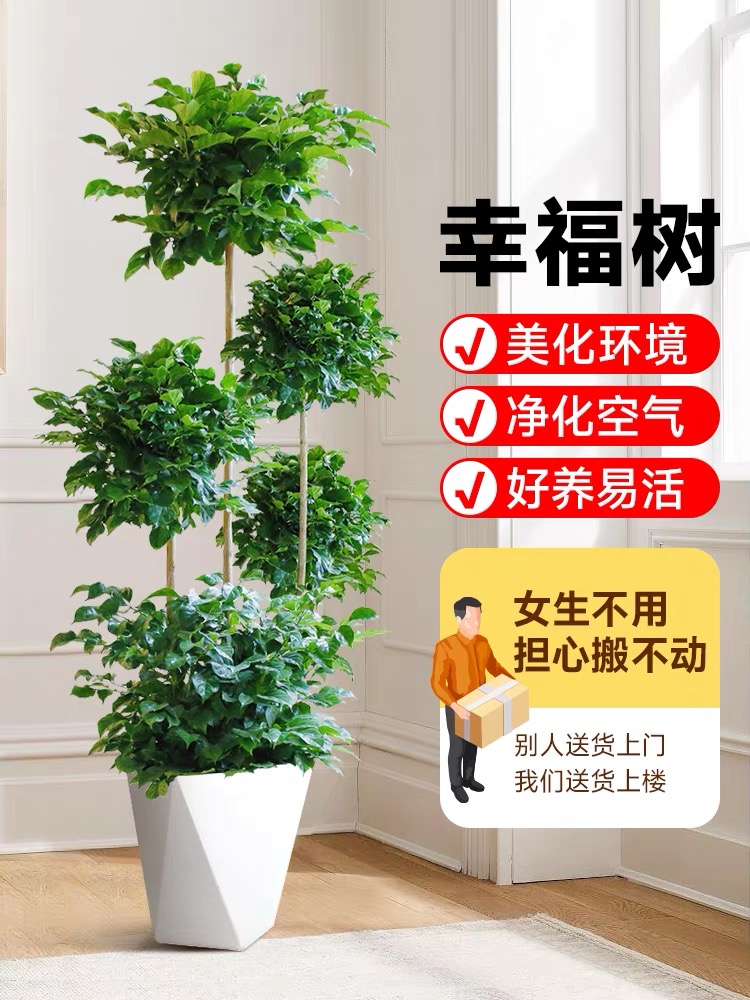幸福树好养绿植五层造型室内净化空气新房除甲醛大型老桩绿宝盆栽