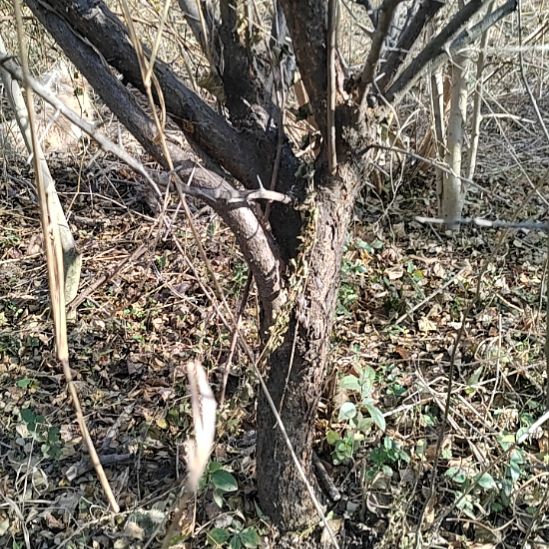 完全开放方寸梅园