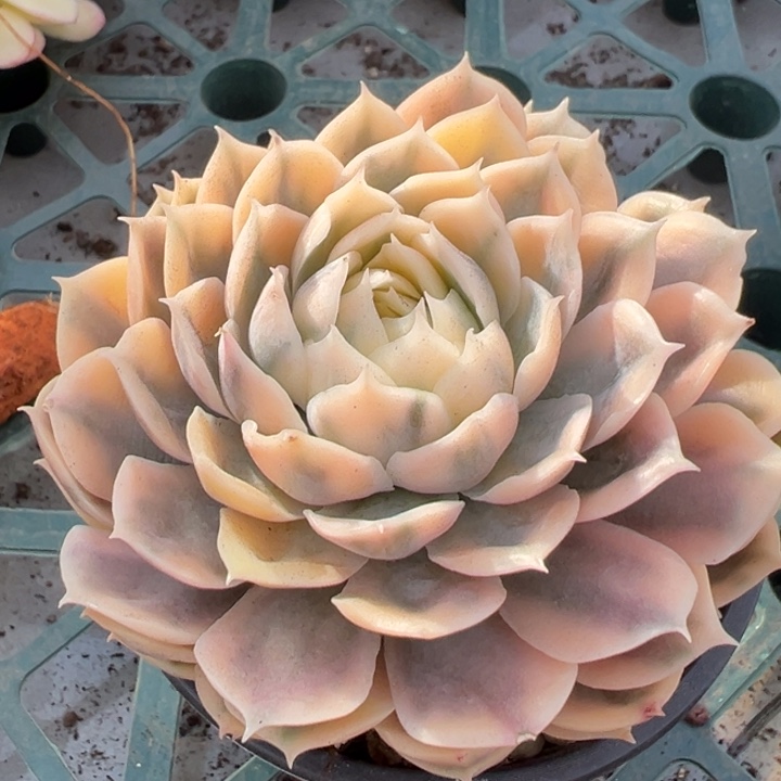 昂斯诺白腹轮锦一物一拍锦龙