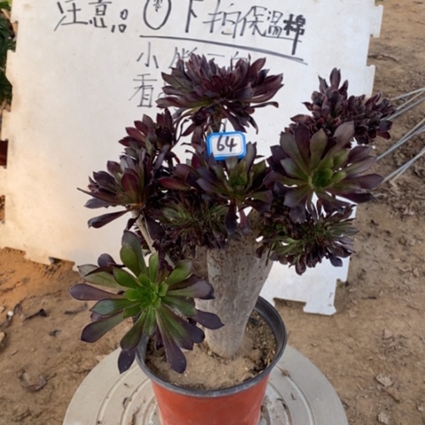 黑法师缀一物一拍