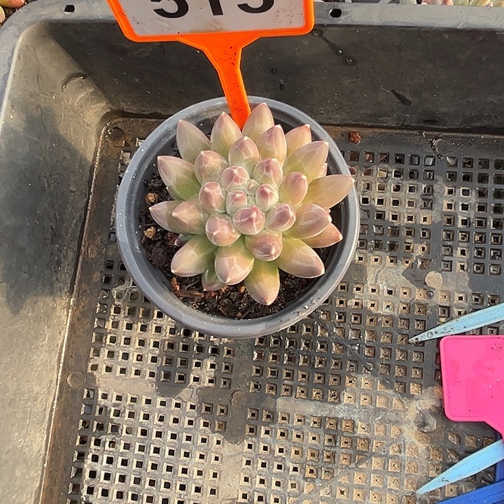 多肉植物伊卡鲁斯515