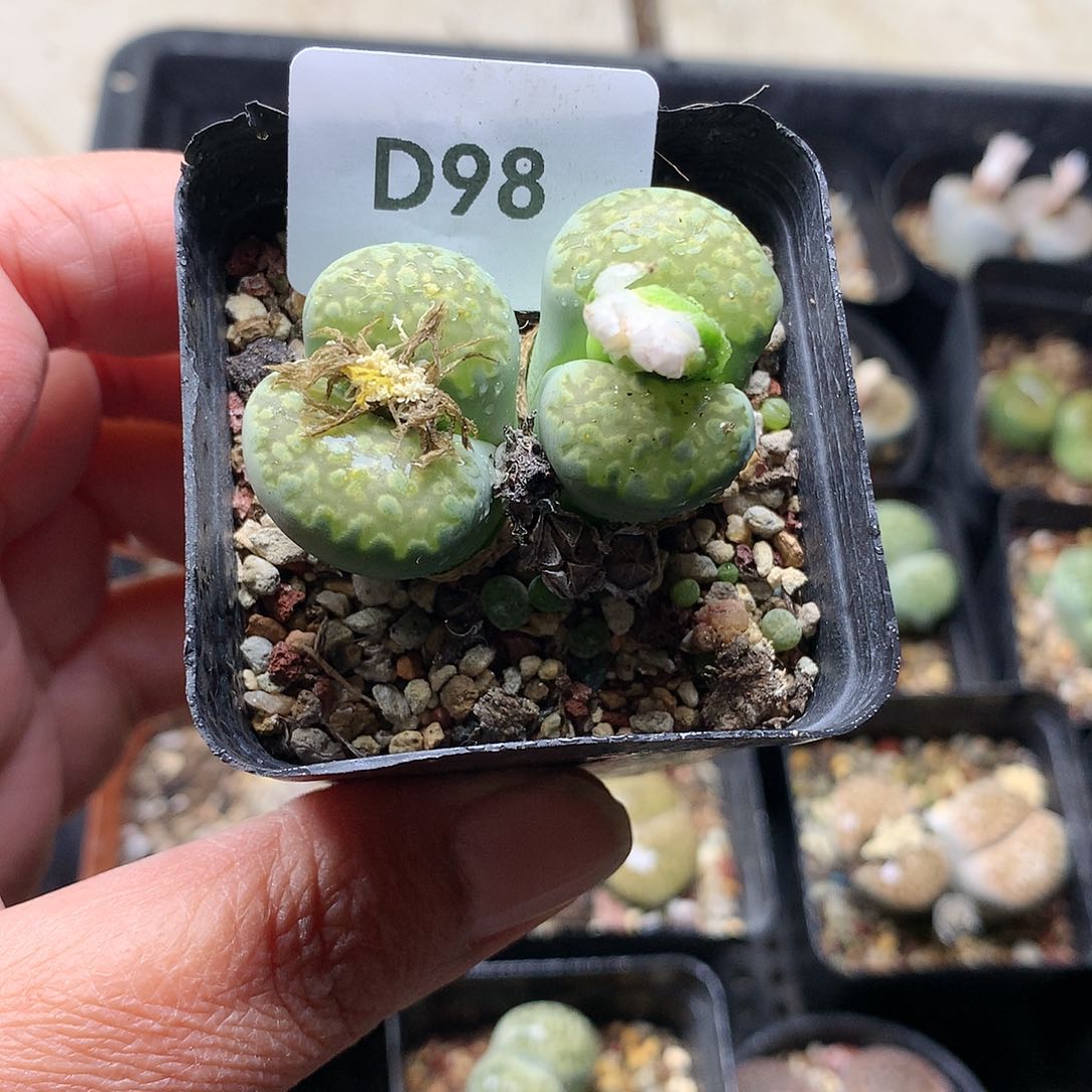 b****~D98多肉植物保护