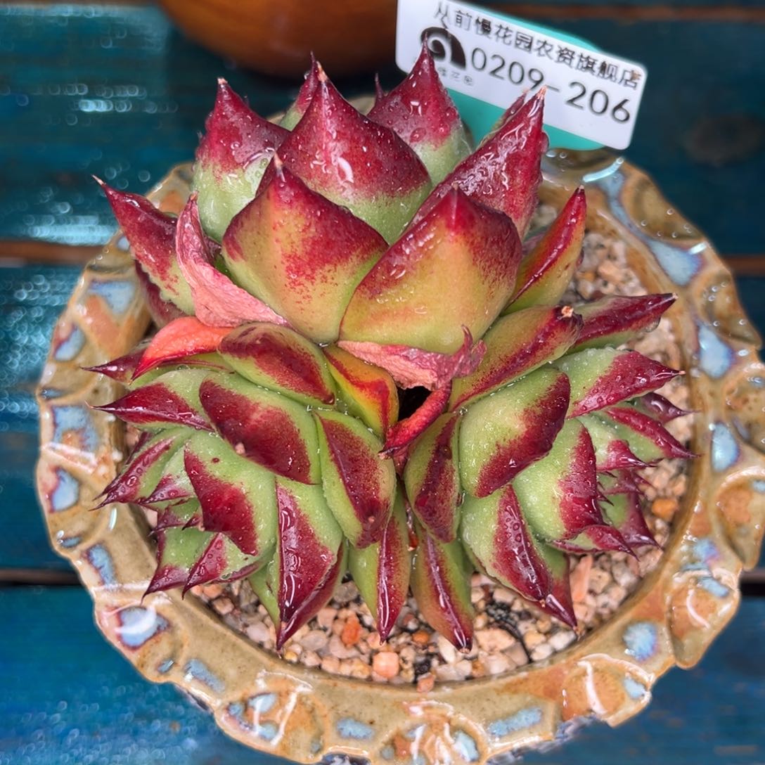 从前慢多肉精选编号0209.206