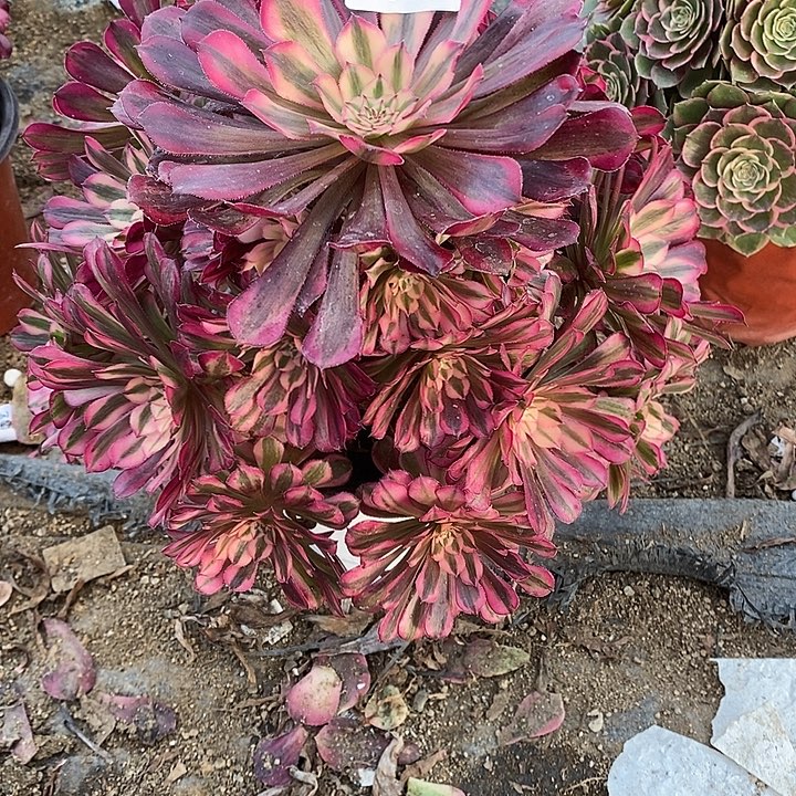 多肉植物红铜白825多肉