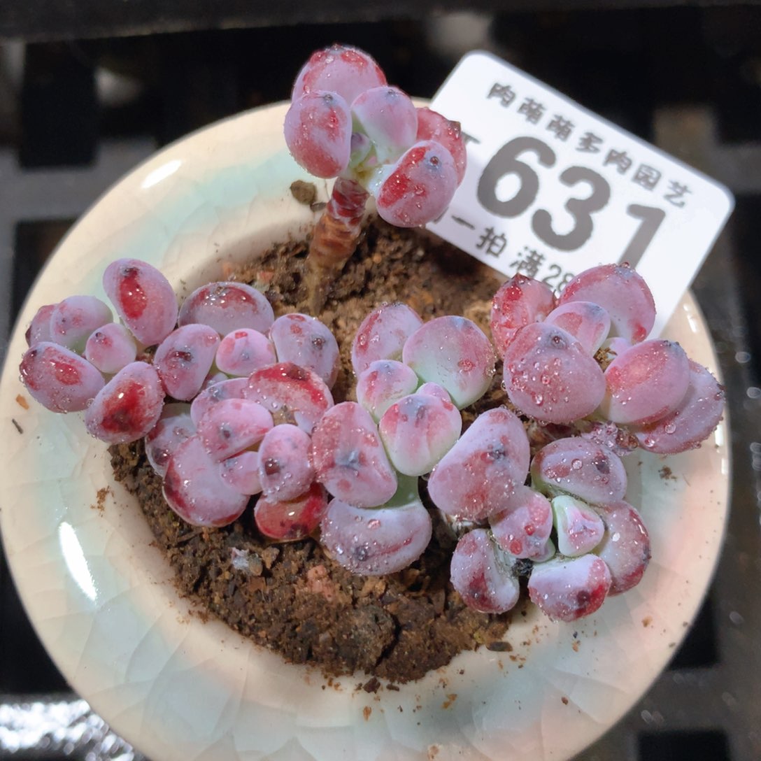 5CM拇指盆精控多肉ZT631