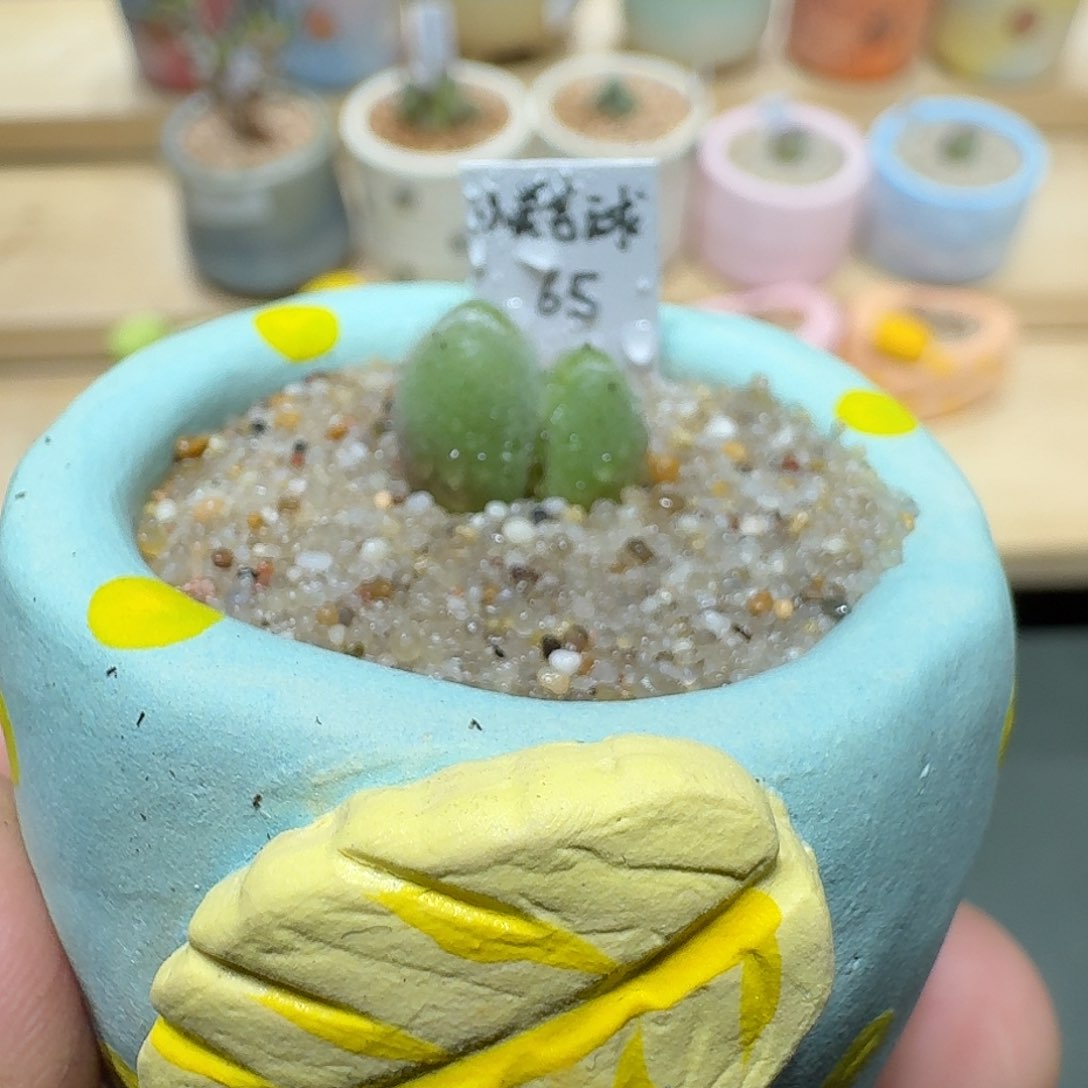 红陶蘑菇912小美毛球