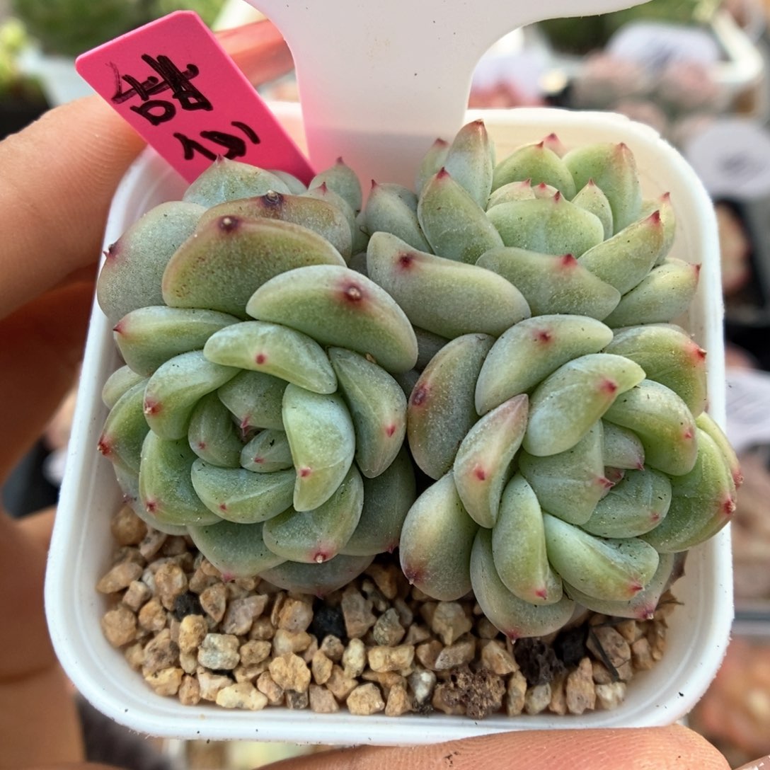 甜心e群生可拍391号