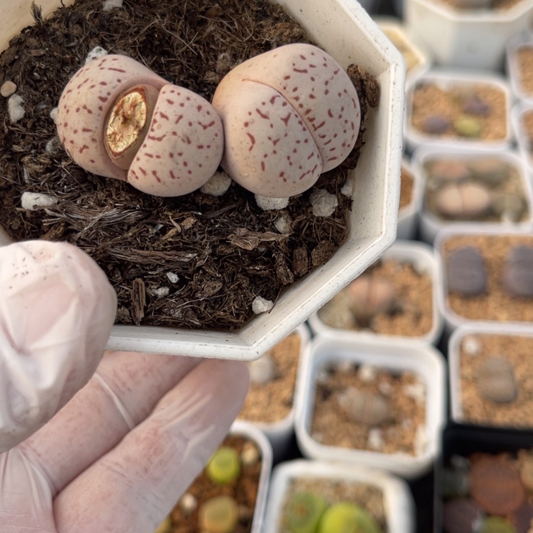 多肉植物一物一拍15