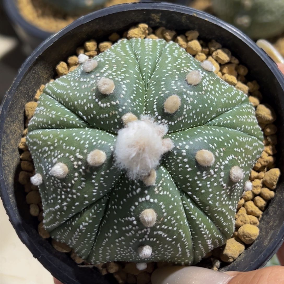 m日系五大瓣海星腹棱实生