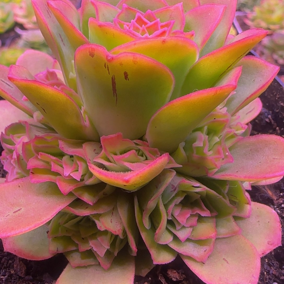 琼楼捧花16435646467676776