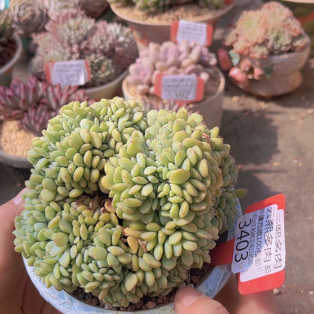 3403白胖子。  缀化。