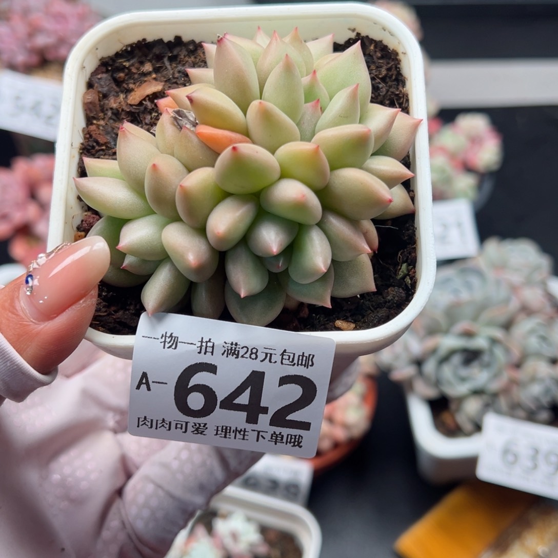 黄金象牙多肉多肉多肉多肉多肉