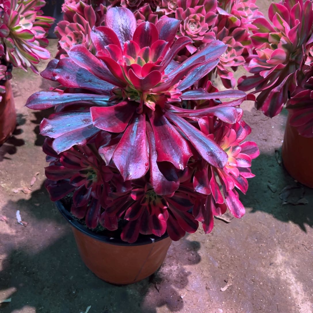 多肉植物美杜莎111