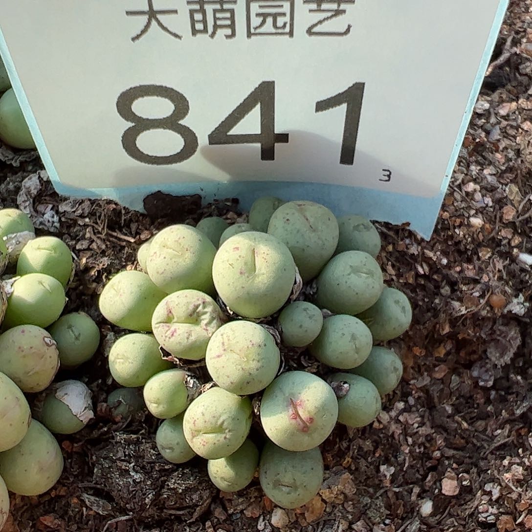 0000841 一物一拍脱土发