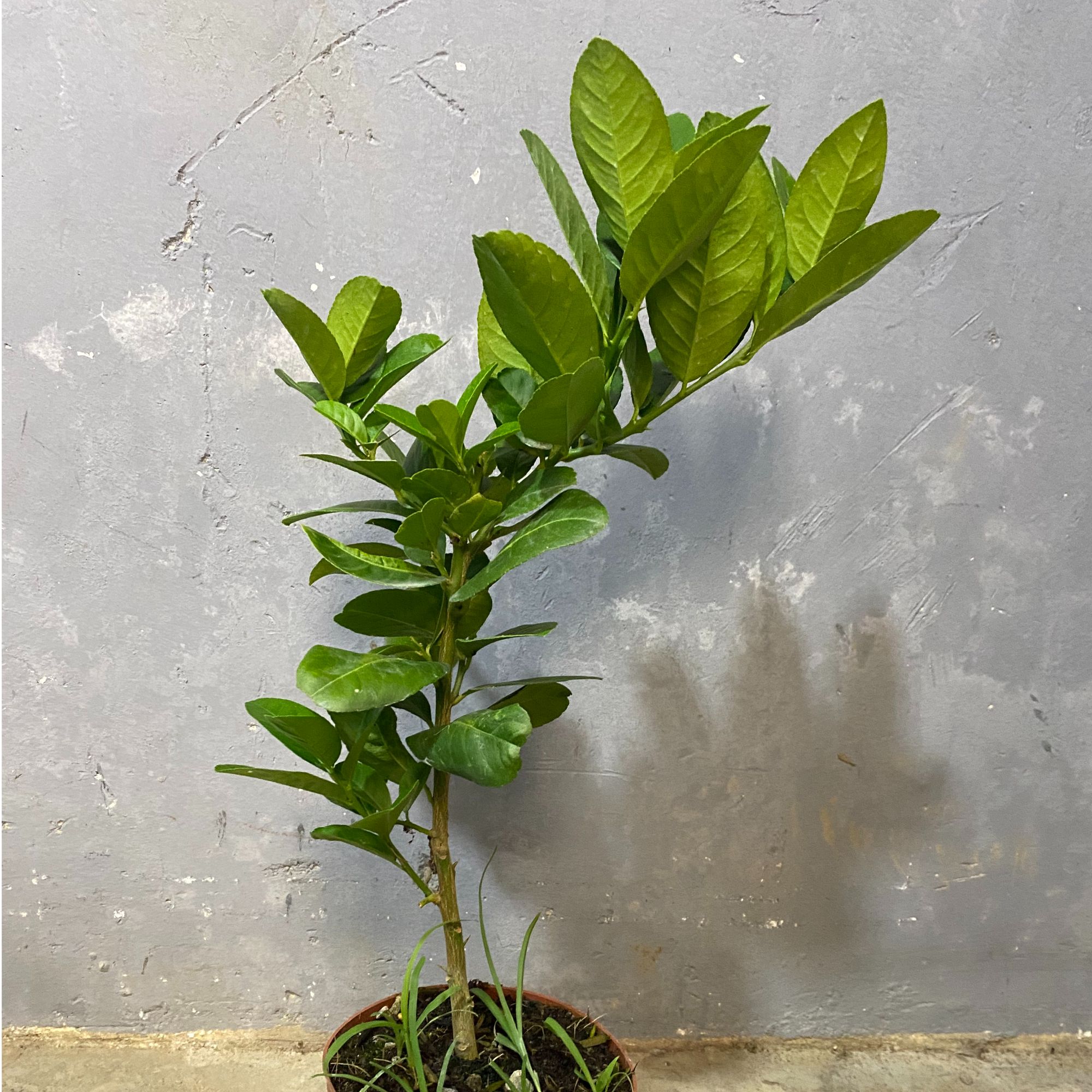 一物一拍广东四季香水柠檬苗无花无果