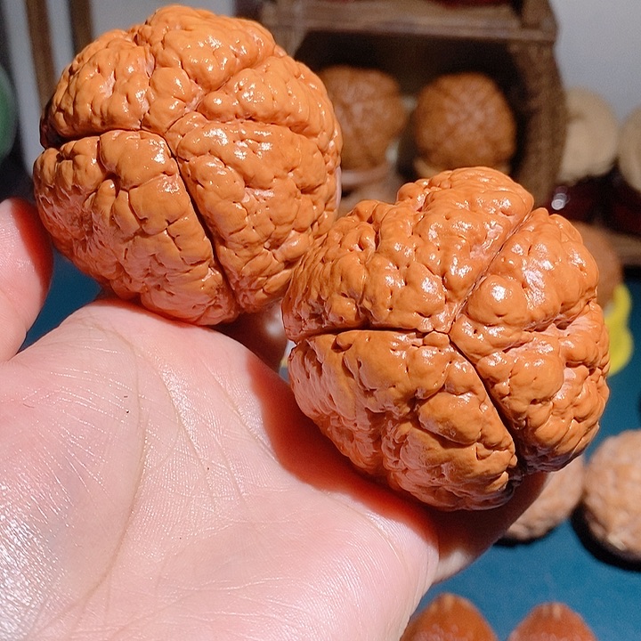 野生三瓣脑纹大金刚5664