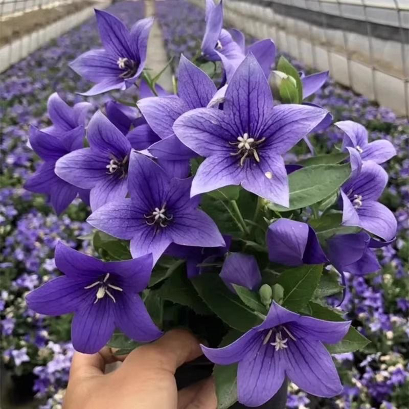 易养护盆栽带花苞洋桔梗室内外种植美观花卉植物