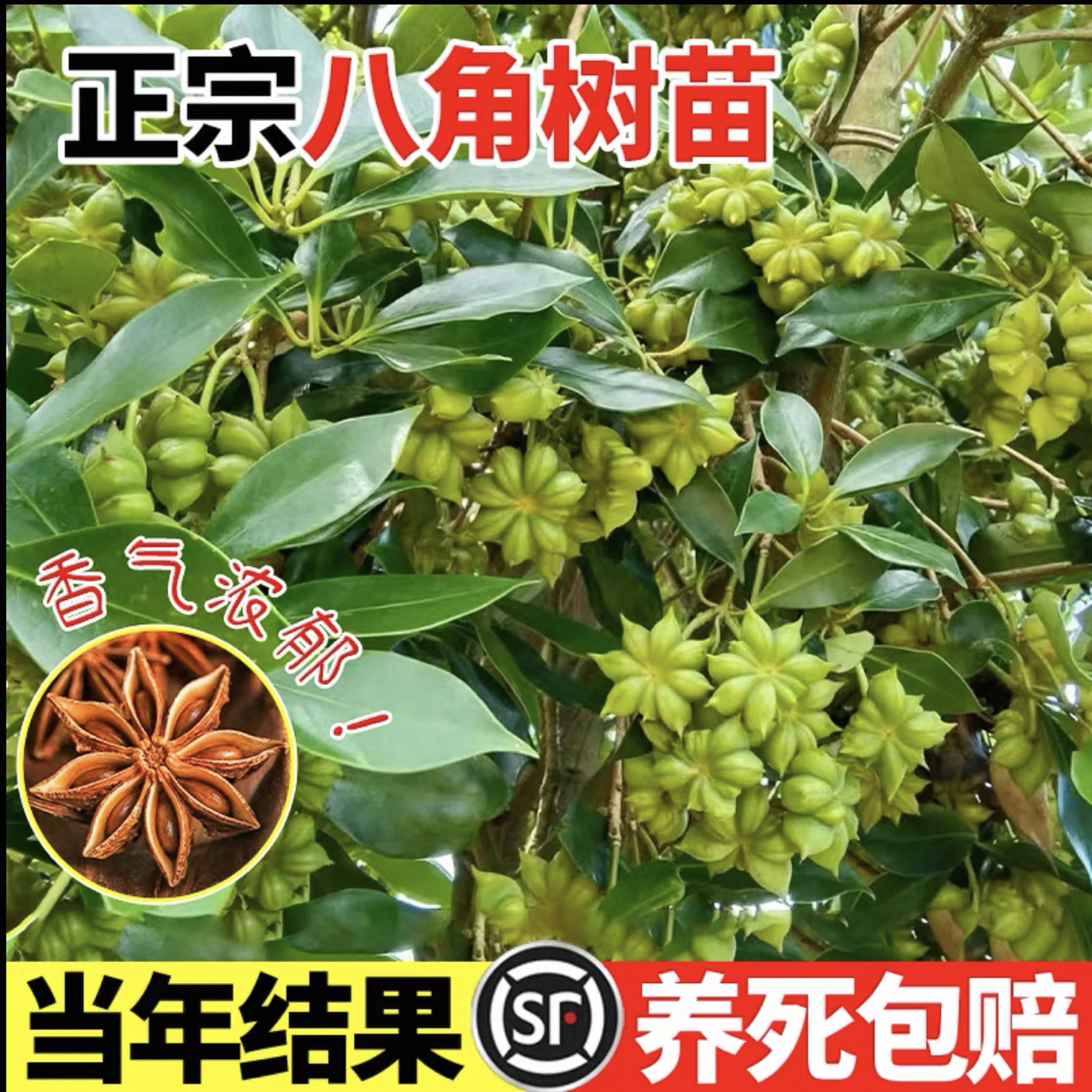 八角树树苗嫁接大料八角树盆栽八角树小苗八角苗树南方种植果树苗