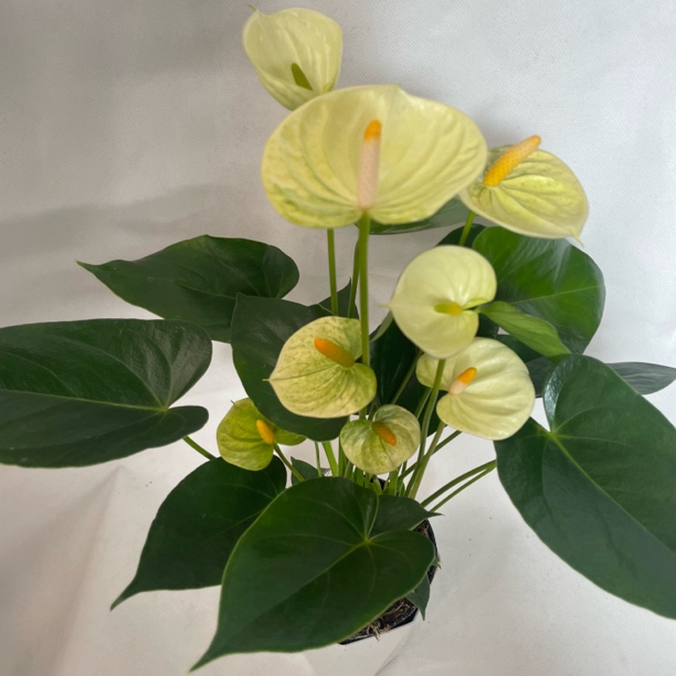 【黄掌-婉尼拉】红掌鸿花烛室内懒人花卉绿植客厅办公室前台花