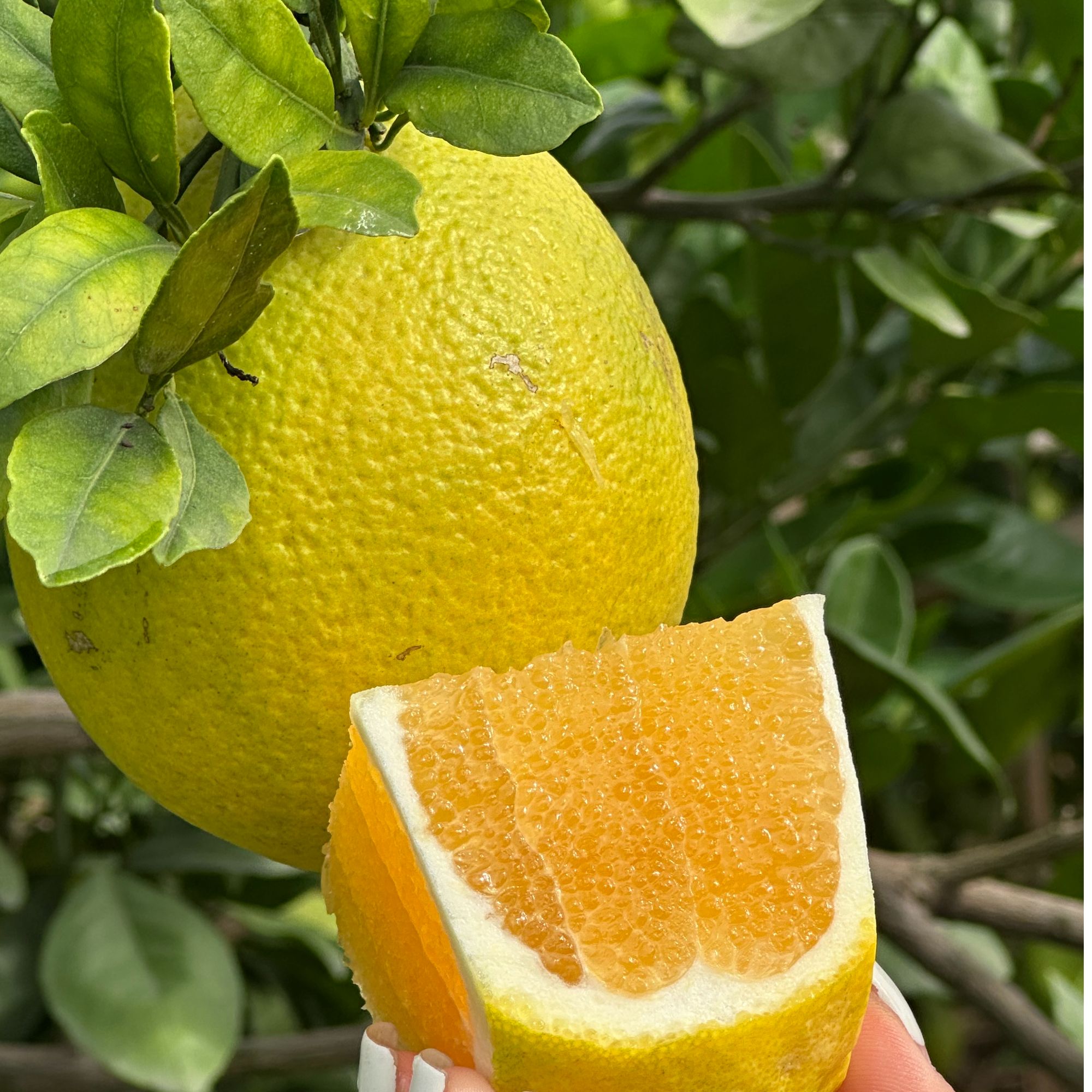 四川攀枝花纽荷尔脐橙当季新鲜橙子清甜多汁皮薄肉厚001