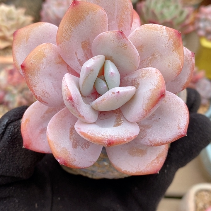 奶茶 韩货精品666