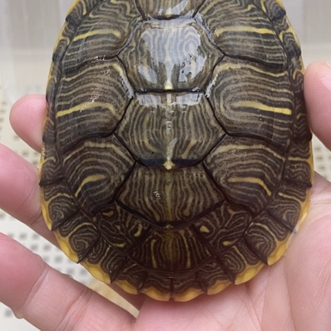 绿毛龟不分公母888888888