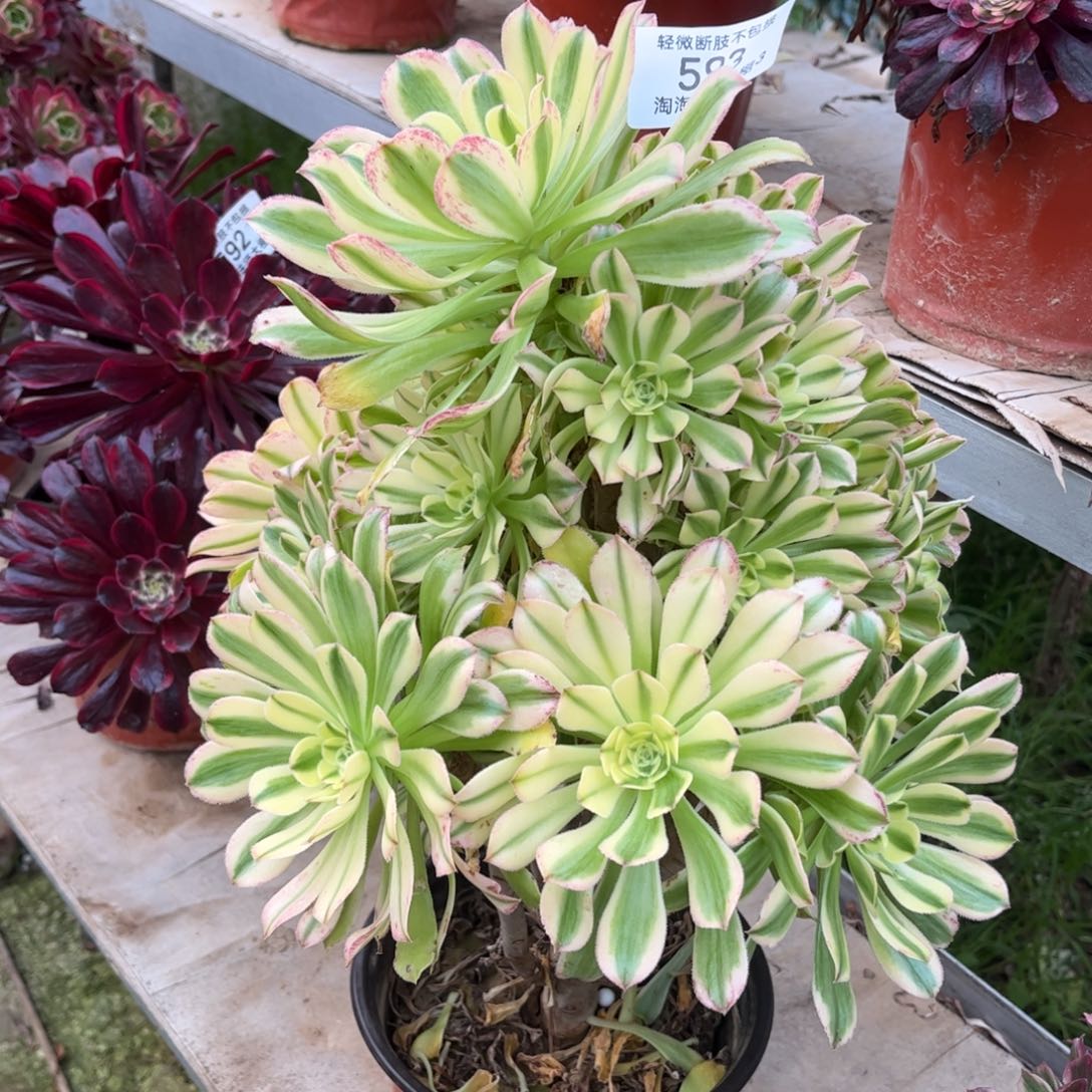 593艳日伞多肉植物法师