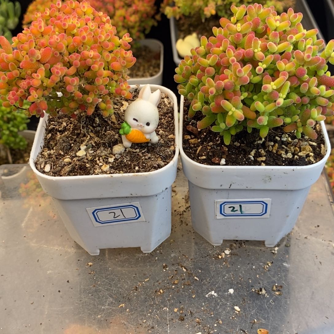 阿***呦完全开放21号蜜橘2个（6.5cm）