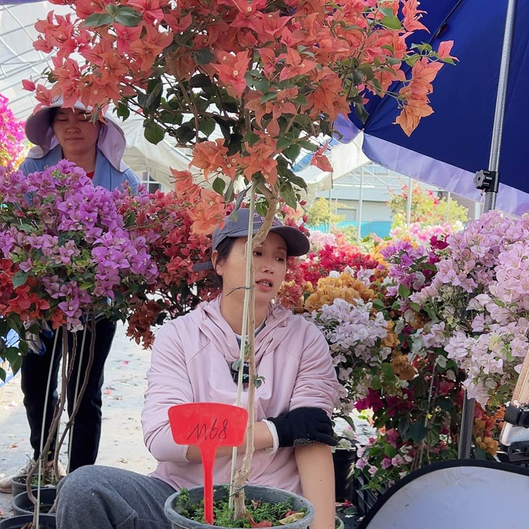 用***3大部分花苞少量开放M68布理扎