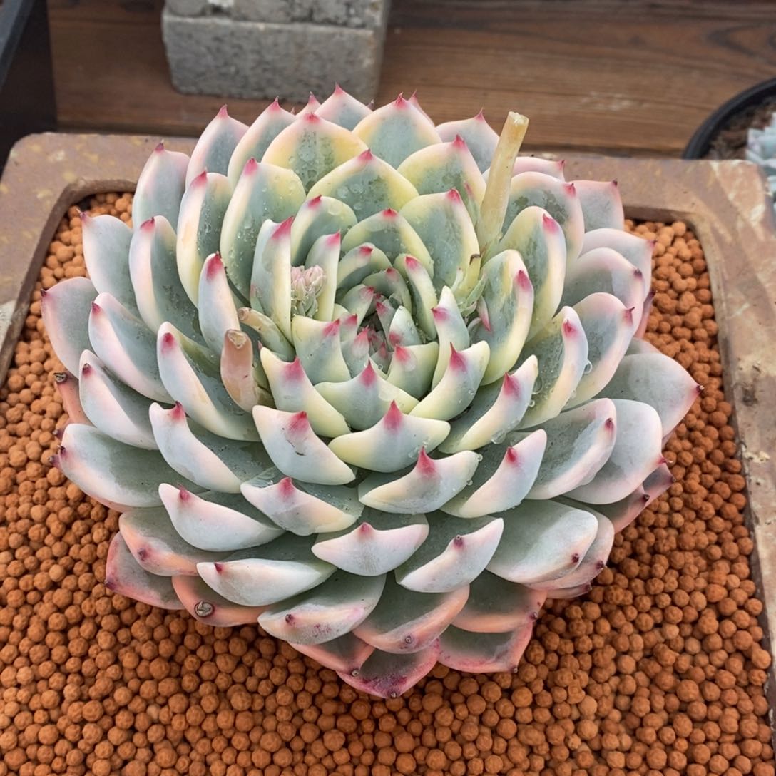 吉娃娃锦多肉植物