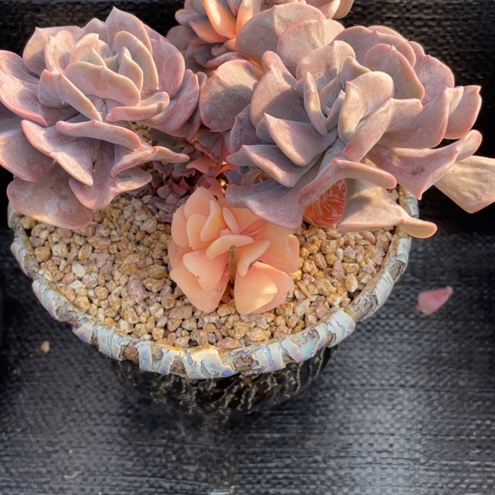 ꧁****?弥一物一一拍