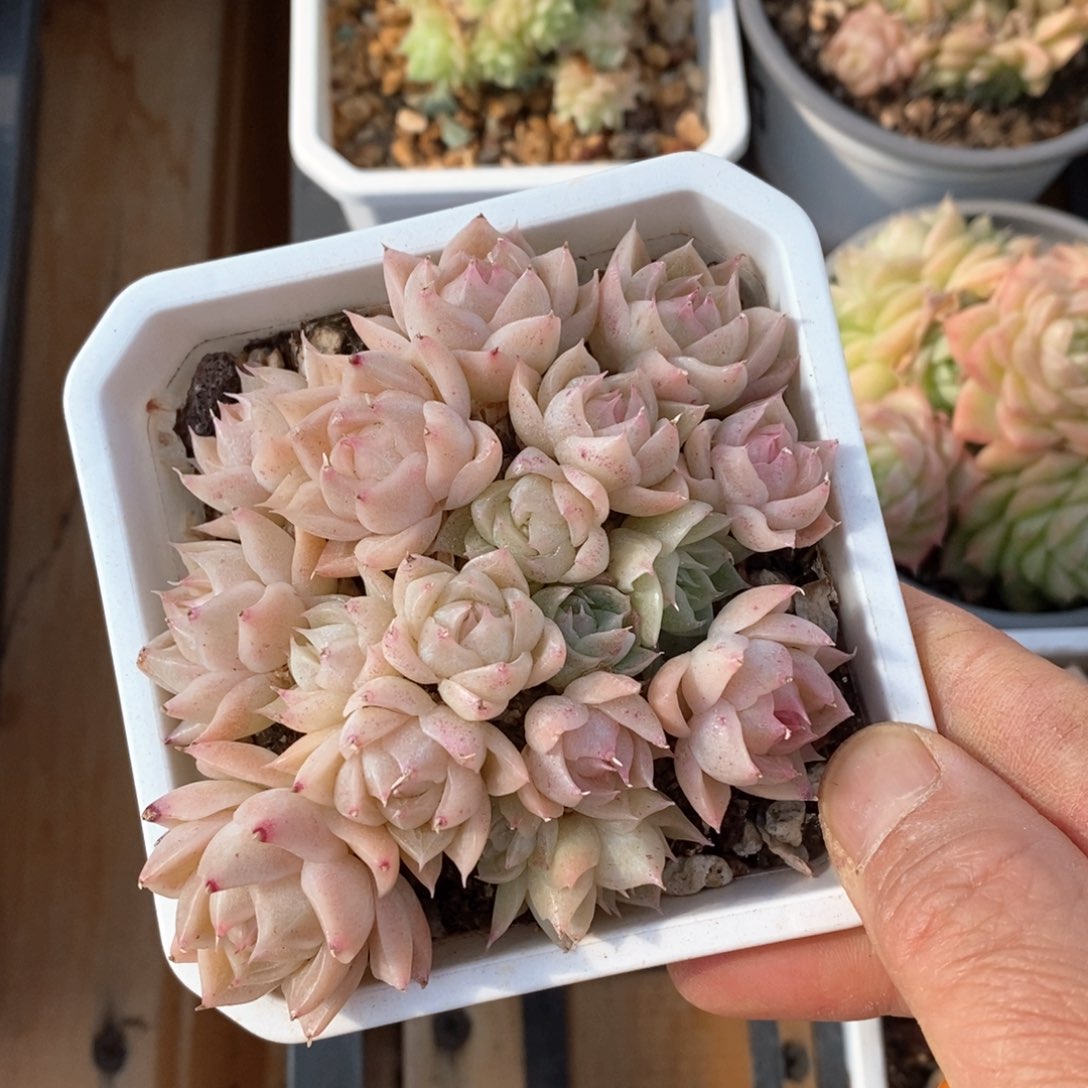 精品多肉一物一拍不包整89