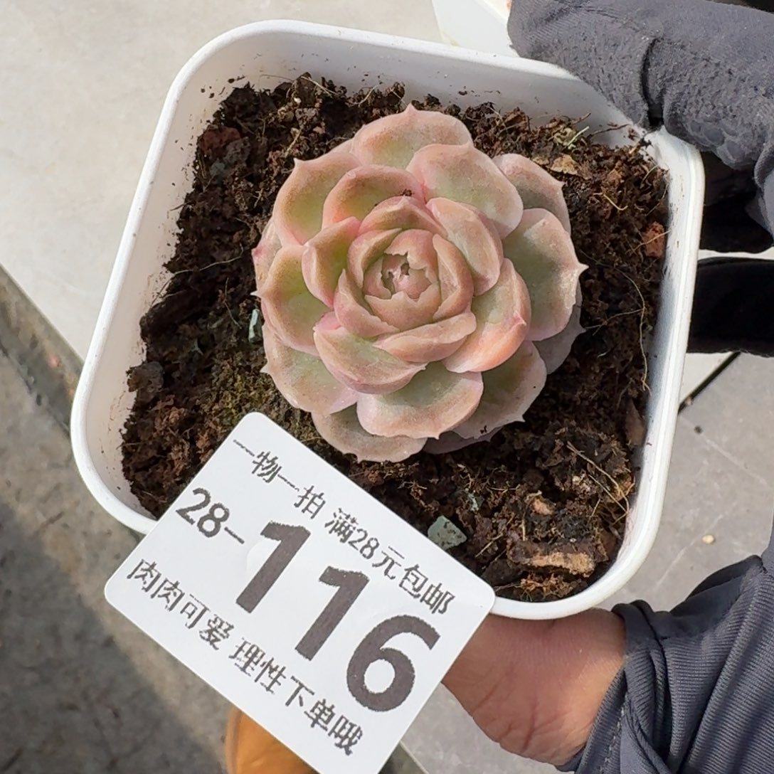 水晶虾饺无盆土发货无