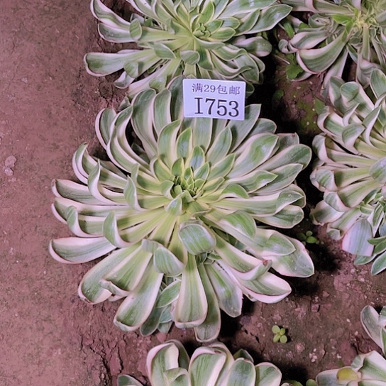 753青莲多肉植物